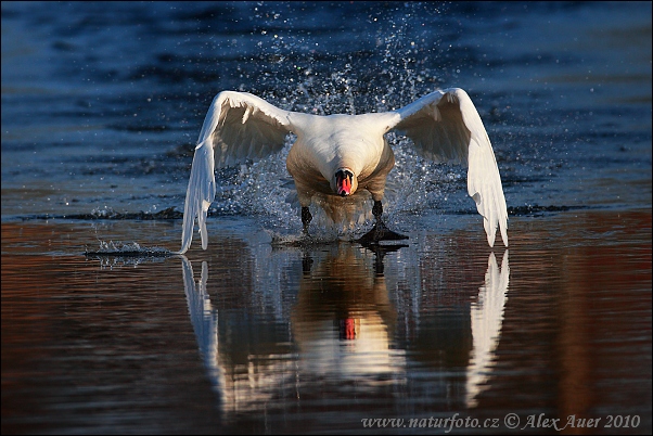 Cygne tuberculé