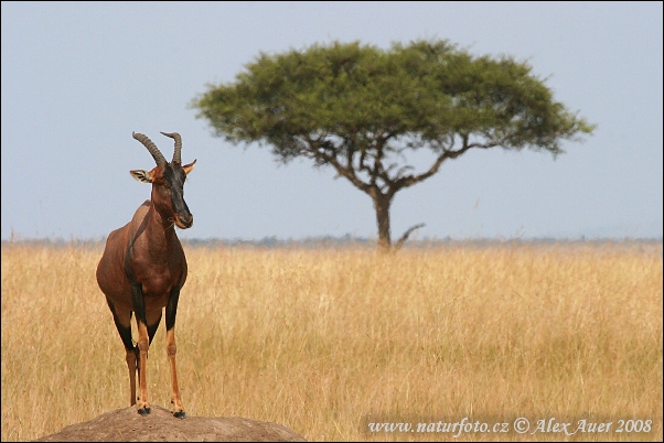 Damaliscus lunatus