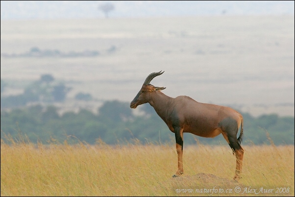 Damaliscus lunatus