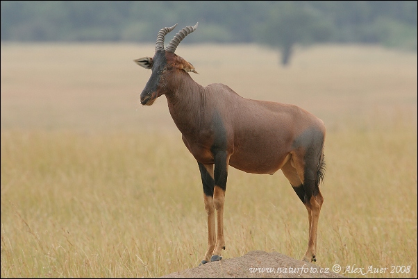 Damaliscus lunatus