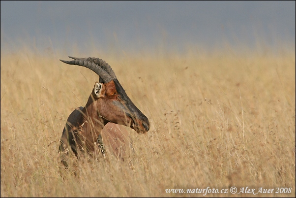 Damaliscus lunatus