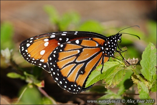 Danaus gilippus