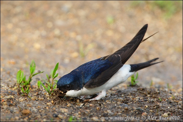 Delichon urbicum