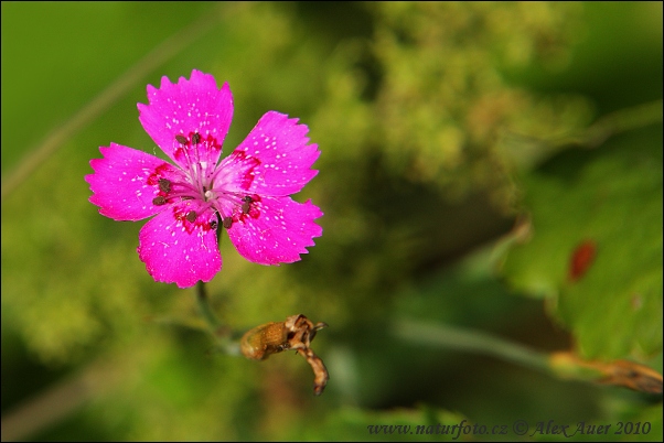 Dianthus crenatus