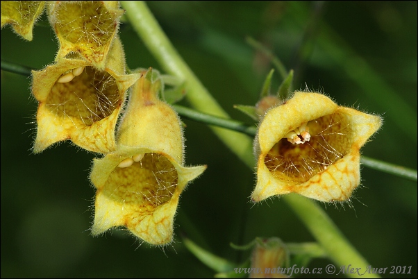 Digital de grandes flores