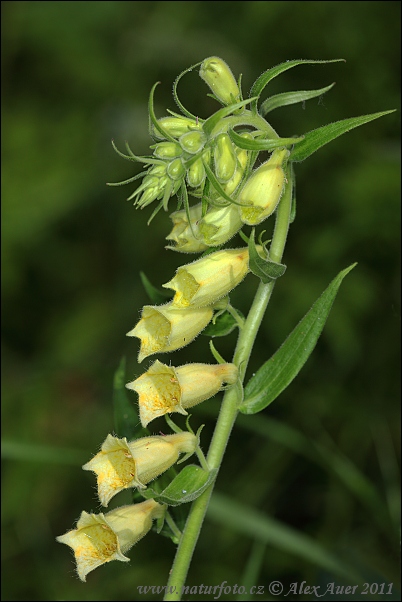Digitalis grandiflora
