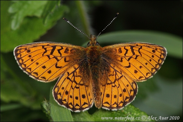 Dostojka eunomia