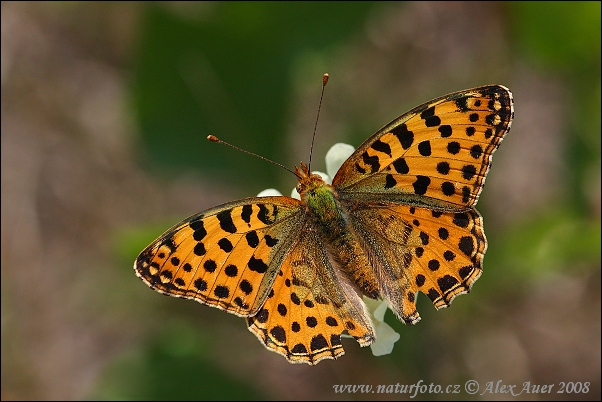 Dostojka latonia