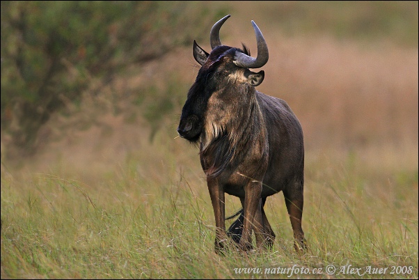 Dryžuotoji gnu