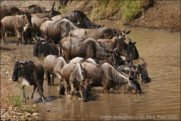 Dryžuotoji gnu