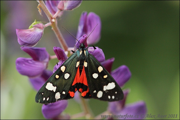 Écaille rouge