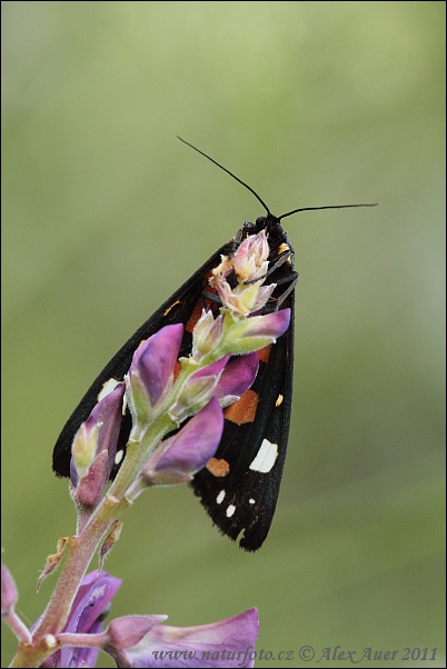 Écaille rouge