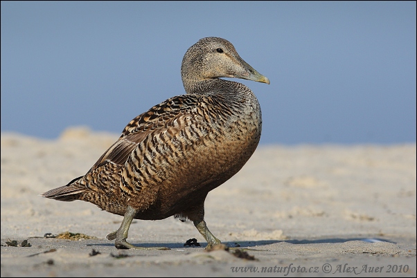 Eider à duvet