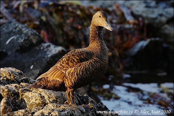 Eider à duvet