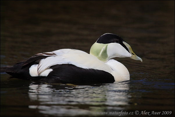 Eider común