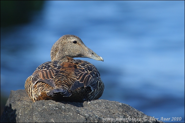 Eider común