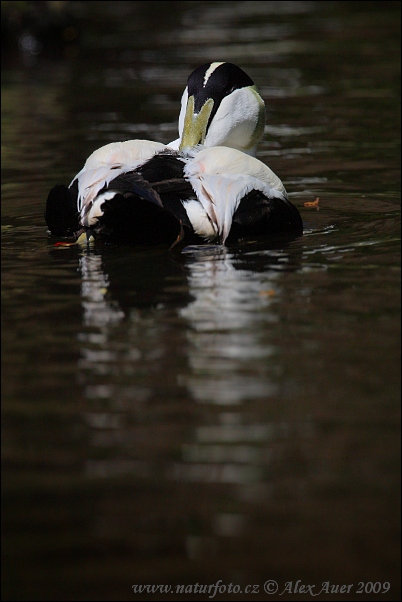 Eider vogel