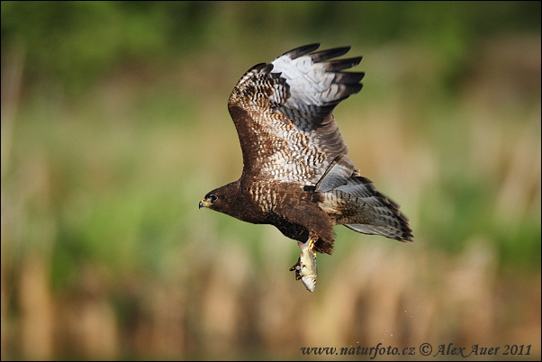 Elang buteo