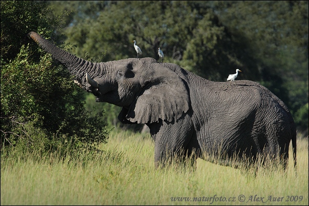 Elefante africano de sabana