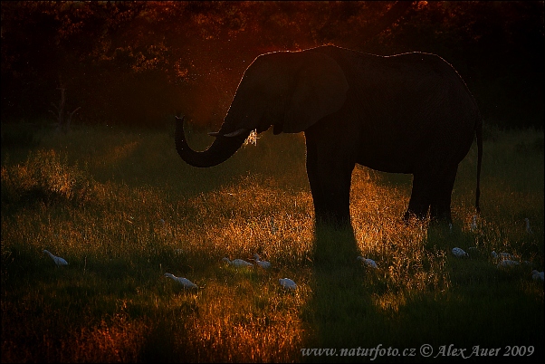 Éléphant de savane d'Afrique