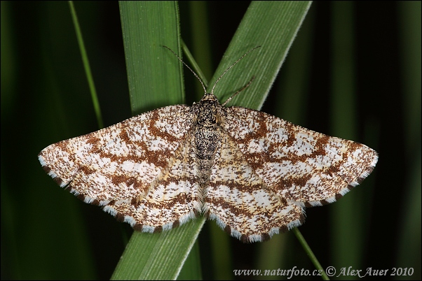 Ematurga atomaria - female