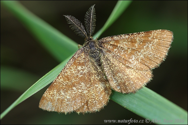 Ematurga atomaria - male