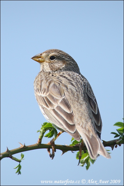 Emberiza calandra