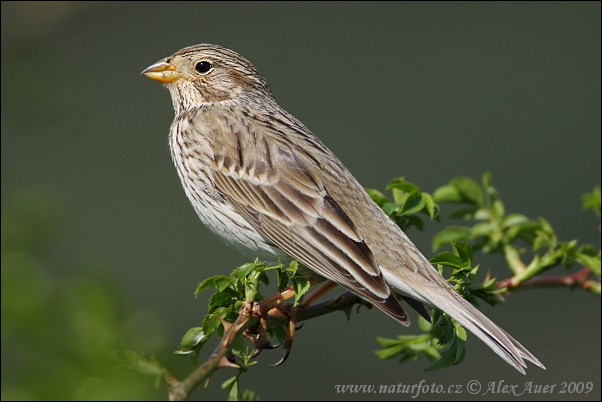 Emberiza calandra