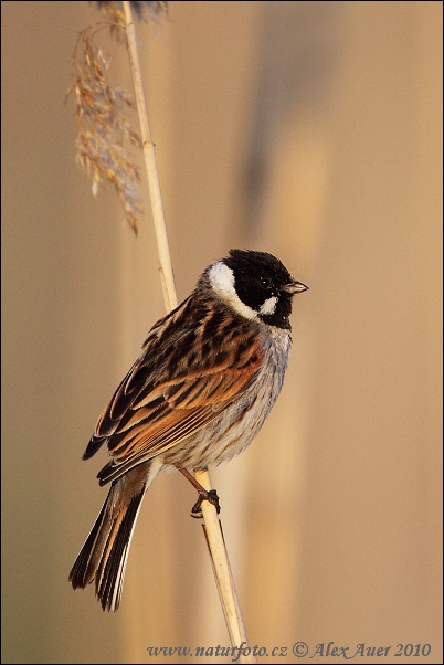 Emberiza schoeniclus