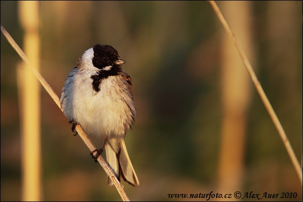 Emberiza schoeniclus