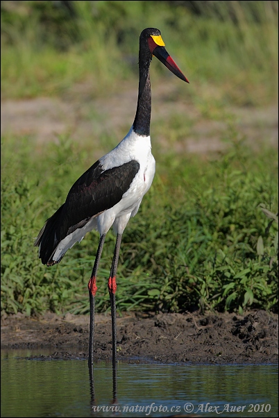 Ephippiorhynchus senegalensis