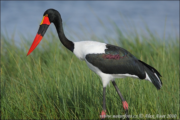 Ephippiorhynchus senegalensis