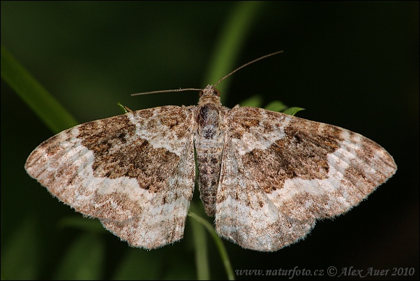 Epirrhoe alternata