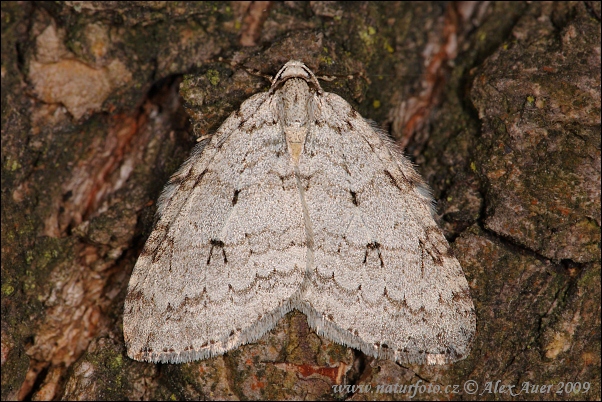 Epirrita autumnata