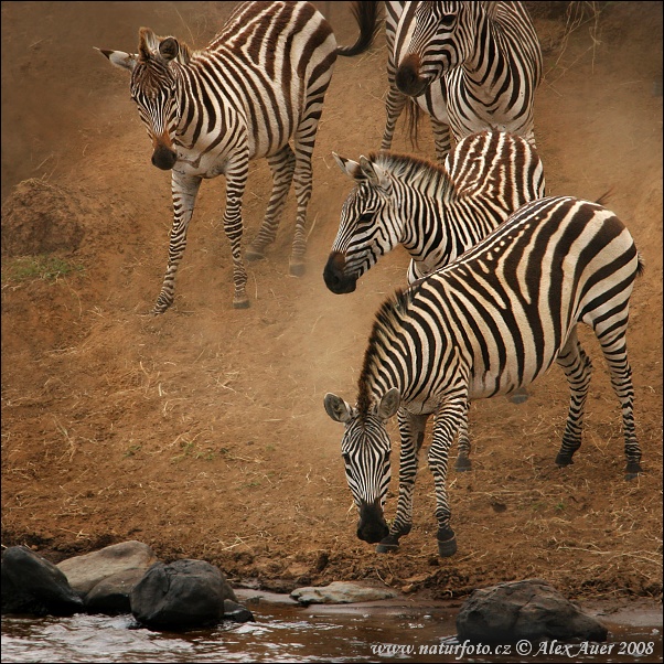 Equus burchellii boehmi