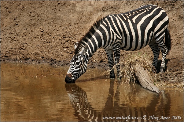 Equus burchellii boehmi