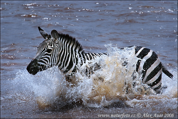 Equus burchellii boehmi