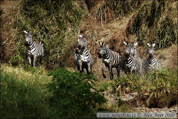 Equus burchellii boehmi