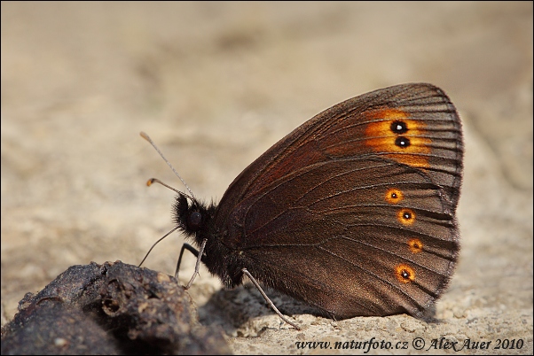 Erebia medusa