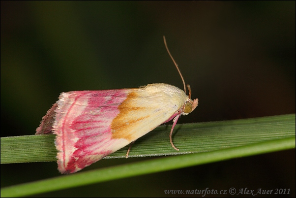 Eublemma purpurina