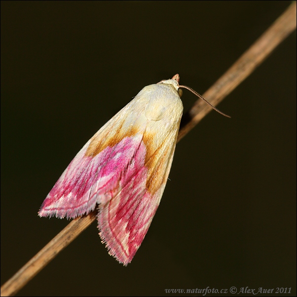 Eublemma purpurina