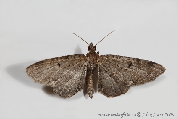 Eupithecia assimilata