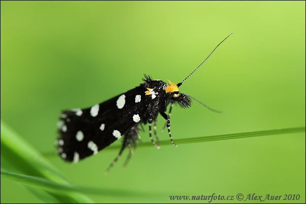 Euplocamus anthracinalis