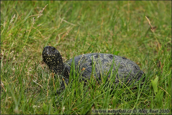 Europæisk sumpskildpadde