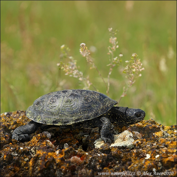 Europæisk sumpskildpadde