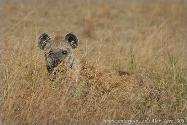 Fläckig hyena