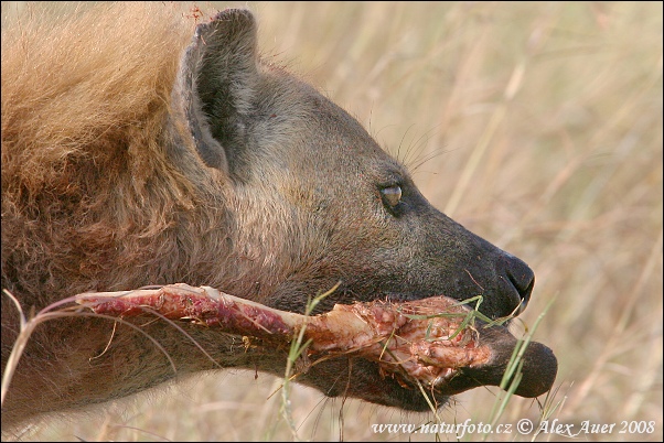 Fläckig hyena