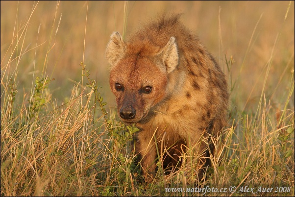 Fläckig hyena