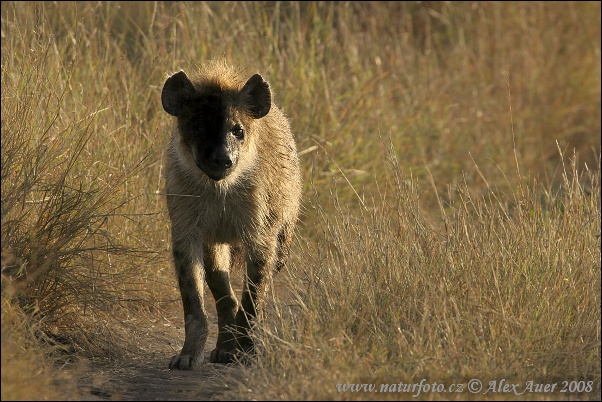 Fläckig hyena