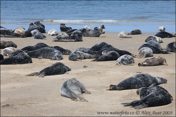 Foca-comum